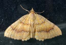 Camptogramma bilineata - Yellow Shell